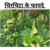 चिरचिटा की जड़ के फायदे