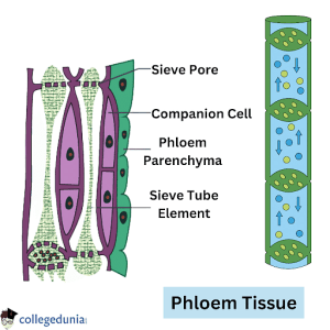 Phloem tissue , tissue culture plants 