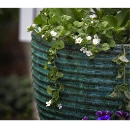 ब्रह्मदंडी के फायदे