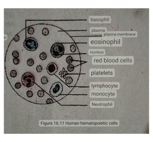 Human hematopoietic cell