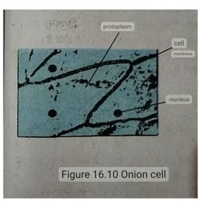 Onion cell