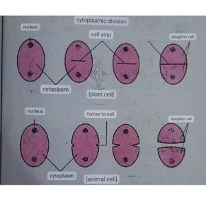 Cell division 