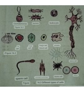 Types of cell 