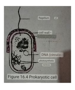 Prokaryotic cell