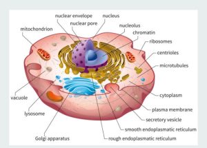 Mitochondria structure 