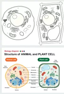 Animal cells and plant cells 