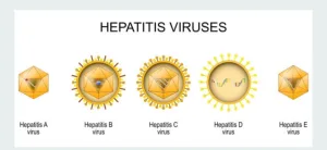 Hepatitis virus 