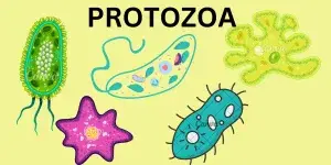 Protozoa diseases