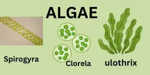 Algae , micro organisms 