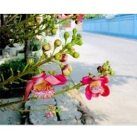 Shorea robusta plant in hindi