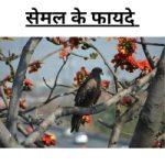 Silk cotton tree in hindi