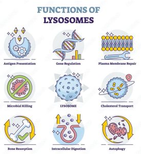Function of Lysosome