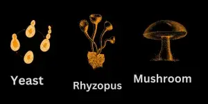 Fungi, micro organisms 