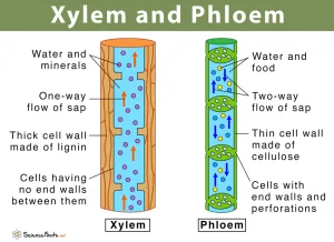 Phloem and xylem 