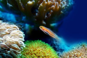 प्रवाल भित्ति, जल संरक्षण 