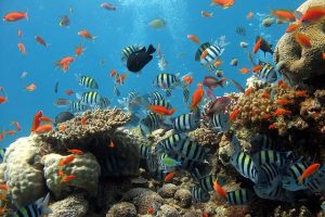 Coral reefs, disaster management project 