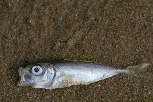 dead fish due to water pollution