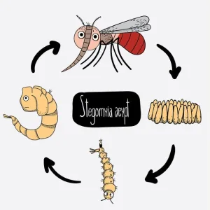 Malaria is caused by, malaria life cycle 