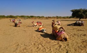 Thar Desert , conservation of biodiversity 