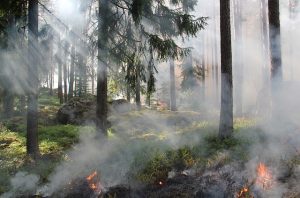 Forest fire, air Pollution Causes 