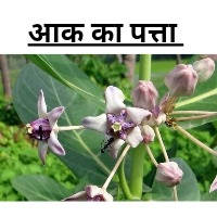 आक का पत्ता के फायदे