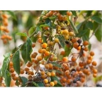 Malkangni kya hota hai