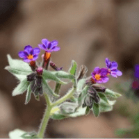 रतन ज्योति के फायदे