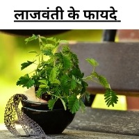 लाजवंती के फायदे
