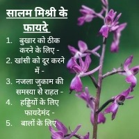 Salam mishri ke fayde