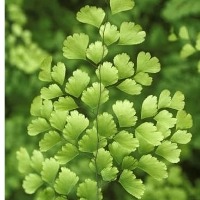 हंसराज पौधे के फायदे