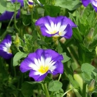 हिरणखुरी के फायदे